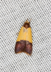 Heteroteucha dichroella