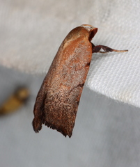 Tortricopsis semijunctella