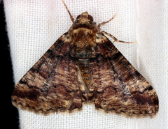 Cryphaea xylina
