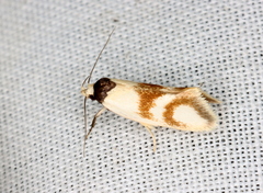 Antipterna trilicella