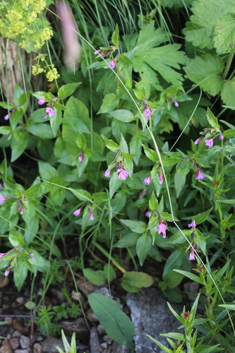 Epilobium algidum (Epilobium algidum)