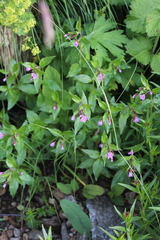 Epilobium algidum
