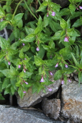 Epilobium algidum