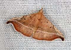 Corgatha ancistrodes