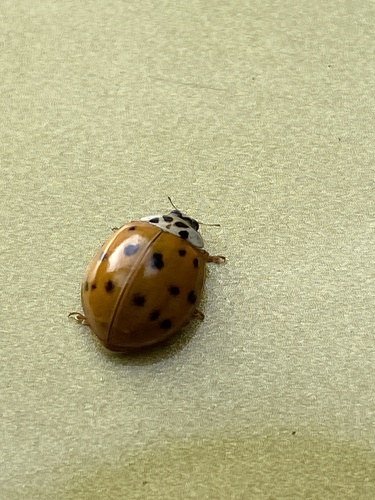 Asian Lady Beetle