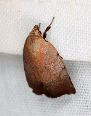 Tortricopsis semijunctella