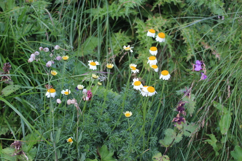 Cota melanoloma (Cota melanoloma)