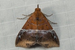 Euphiuche picta