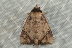 Hiaspis closteroides