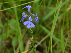 Lobelia anatina