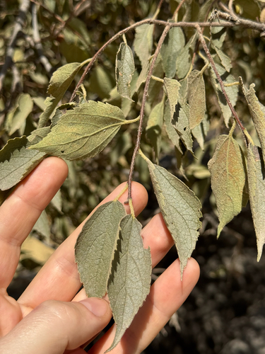 Celtis caucasica, photograph 6