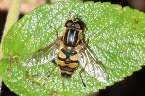 Unknown species found near Wells, ME, USA