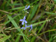 Lobelia anatina