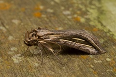 Schistorhynx argentistriga