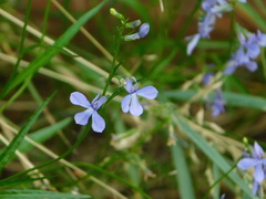 Lobelia anatina