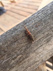 Parisopalpus nigronotatus