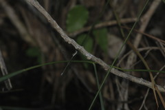 Lestes forficula