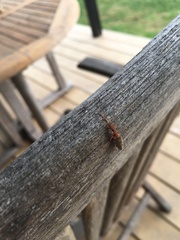 Parisopalpus nigronotatus