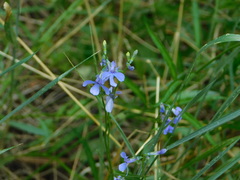 Lobelia anatina