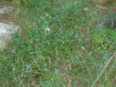 Lobelia anatina