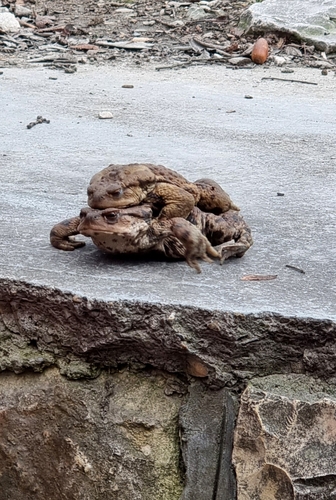 Eichwald's Toad