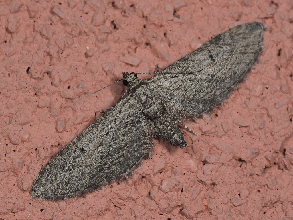 Eupithecia unedonata