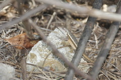 Sceloporus chrysostictus