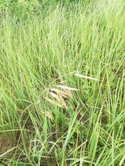 Bromus riparius