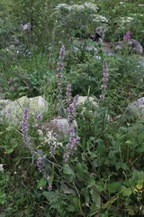 Stachys balansae