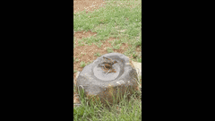 Macronyx capensis capensis