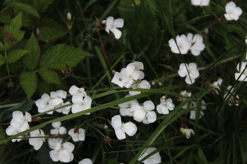 Image of Dianthus cretaceus by (c) Dmitriy Bochkov, some rights reserved (CC BY)