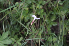 Dianthus cretaceus