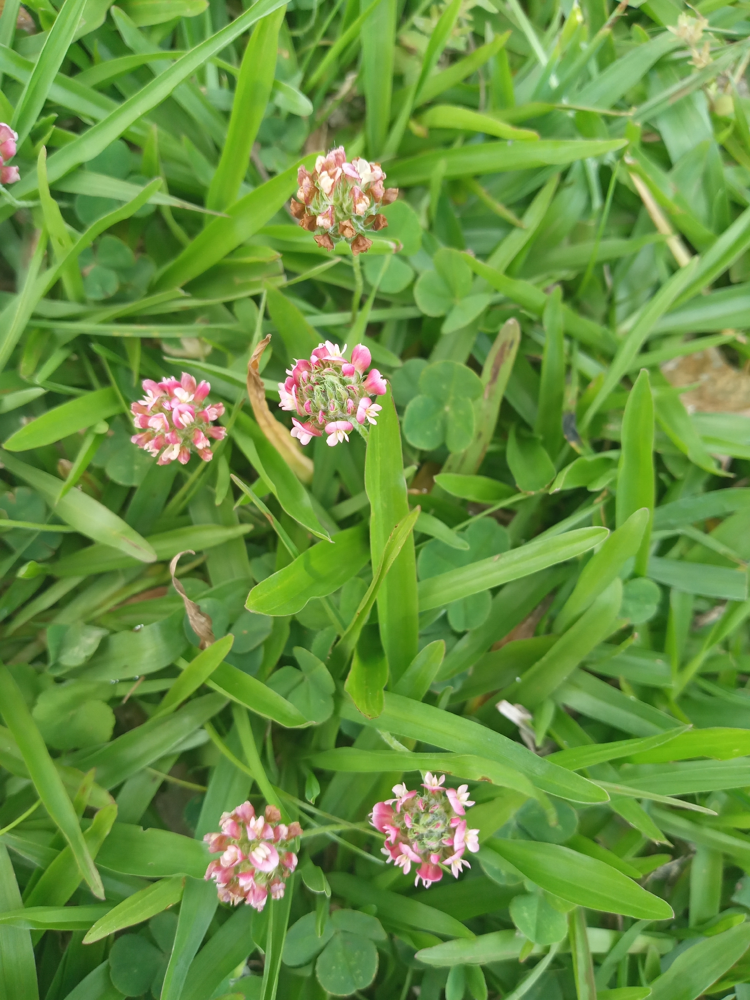 Trifolium riograndense
