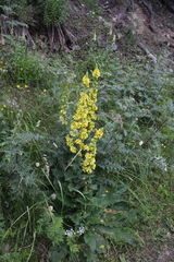 Verbascum pyramidatum