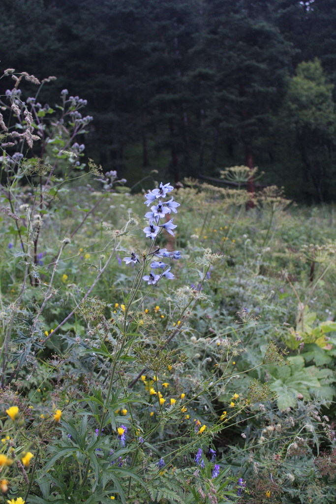 Delphinium dasycarpum