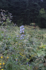 Delphinium dasycarpum