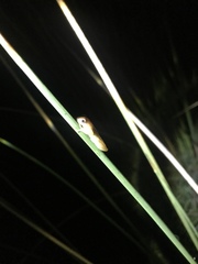 Dendropsophus sanborni