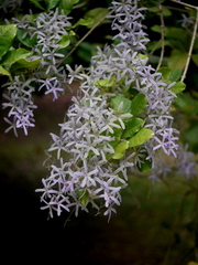 Petrea volubilis