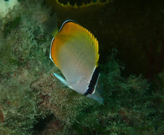 Chaetodon guentheri