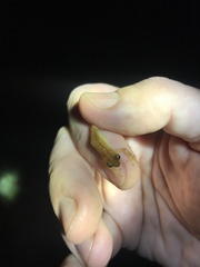 Dendropsophus sanborni