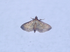 Lepidoptera