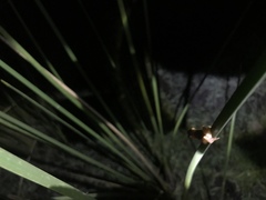 Dendropsophus sanborni