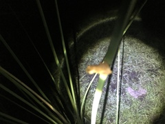 Dendropsophus sanborni