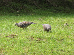 Streptopelia orientalis