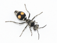 Hoplomutilla
