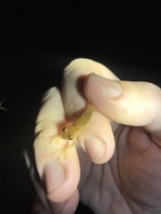 Dendropsophus sanborni