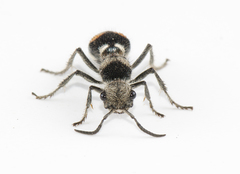 Hoplomutilla
