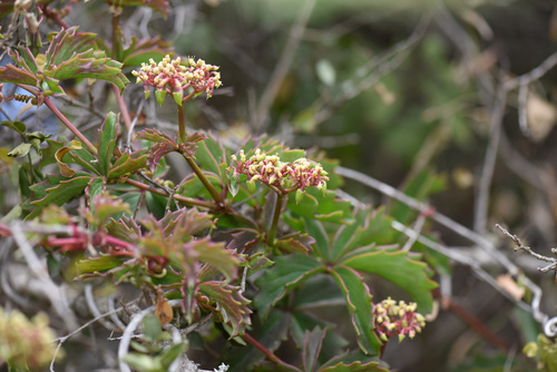 Cyphostemma quinatum