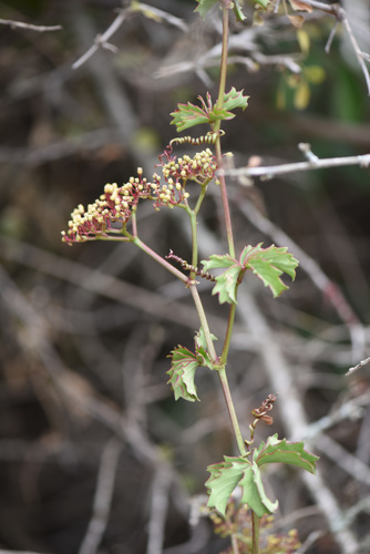 Cyphostemma quinatum