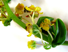 Tetragonia decumbens